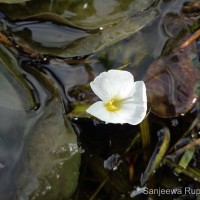 Ottelia alismoides (L.) Pers.